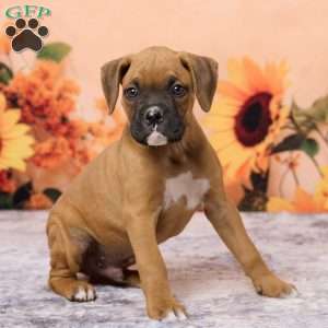 Ranger, Boxer Puppy